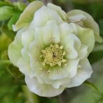 Čemerica východná (Helleborus orientalis) ´WHITE DOUBLE´ - kont. C1L